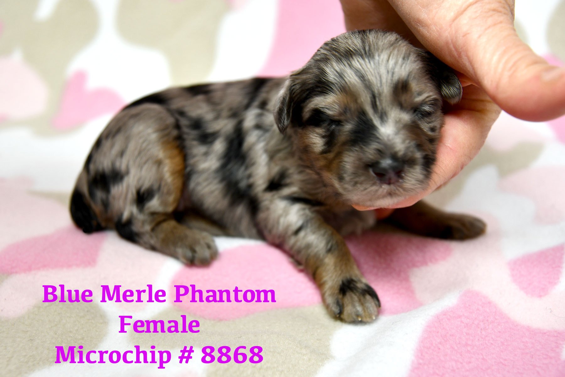 Schnoodles miniature size 16 to 24 lb – Shammy has 8 fur kids & 1 stepchild  from Roxy – Windy Hill Kennel