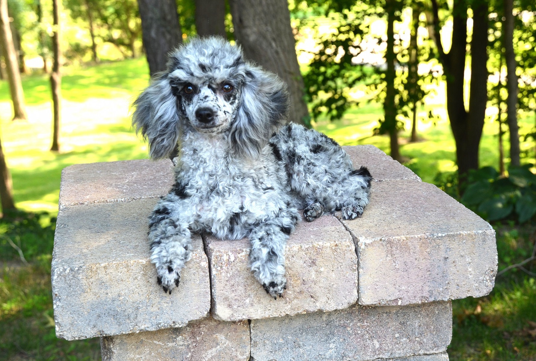 merle poodle