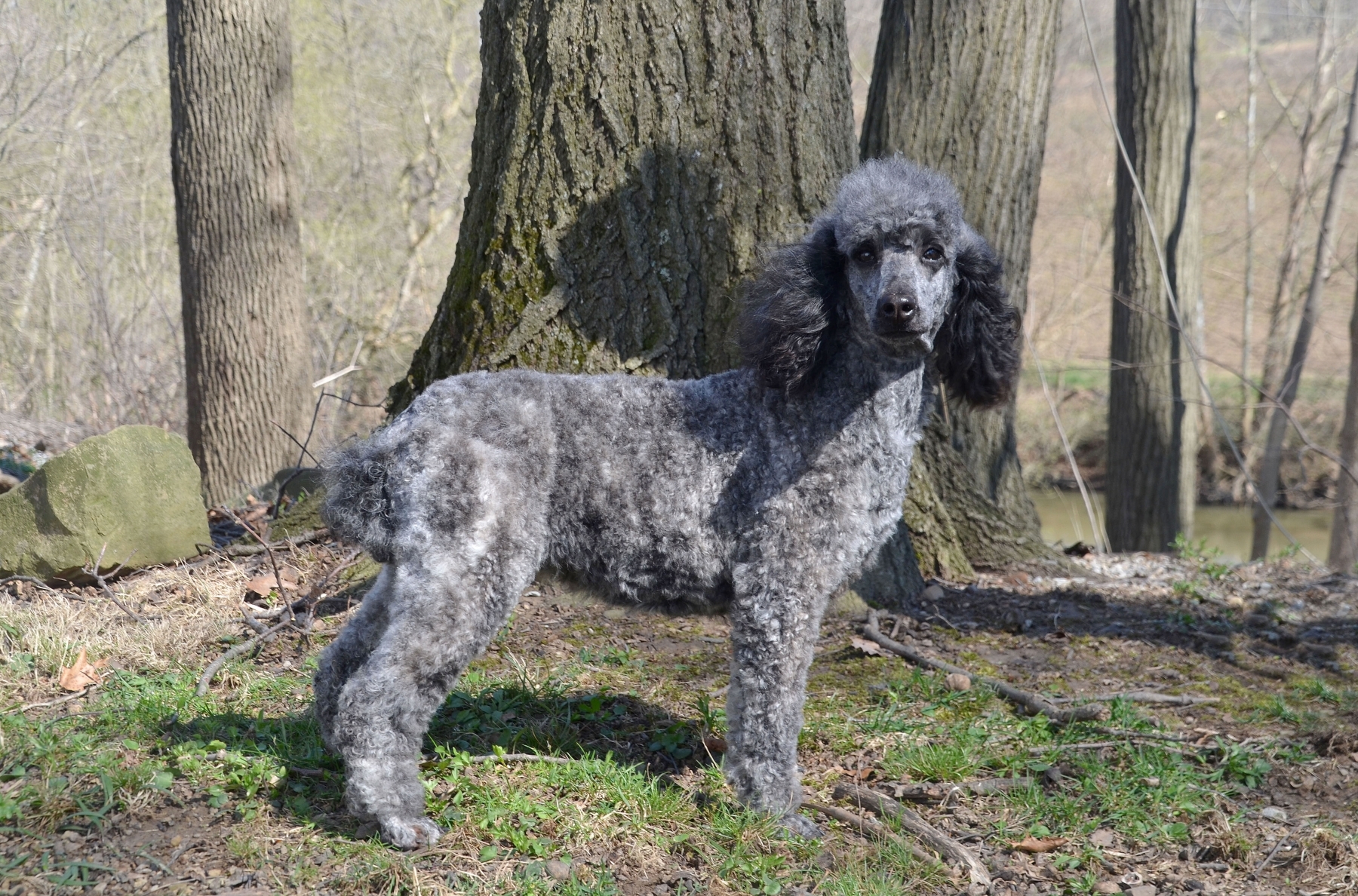 large miniature poodle