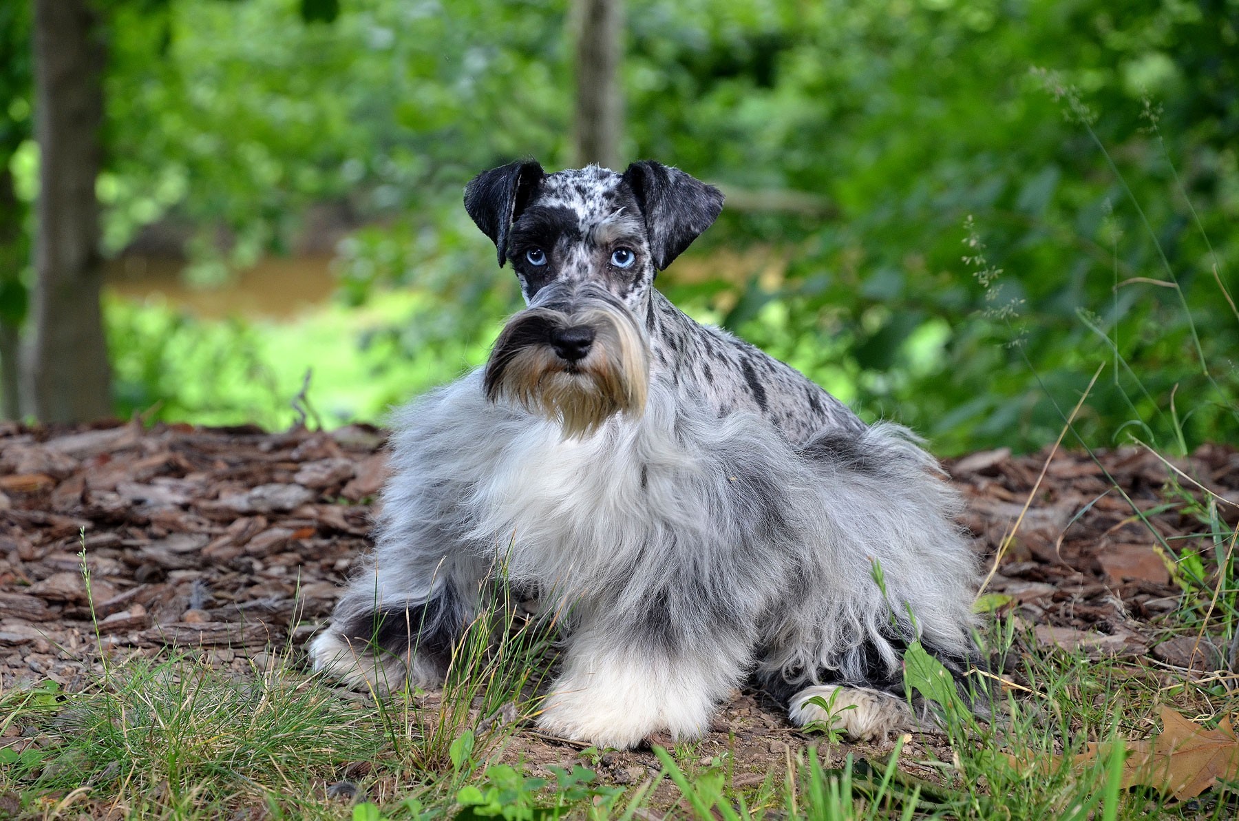 Windy Hill’s Razzle Dazzle Toy Schnauzer Windy Hill Kennel