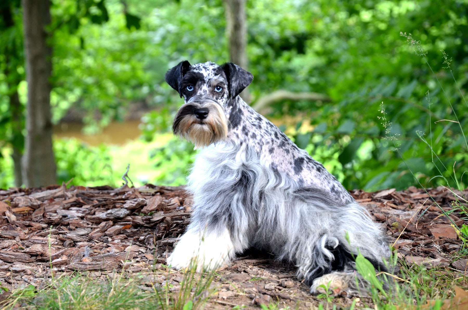 Windy Hill’s Razzle Dazzle Toy Schnauzer Windy Hill Kennel