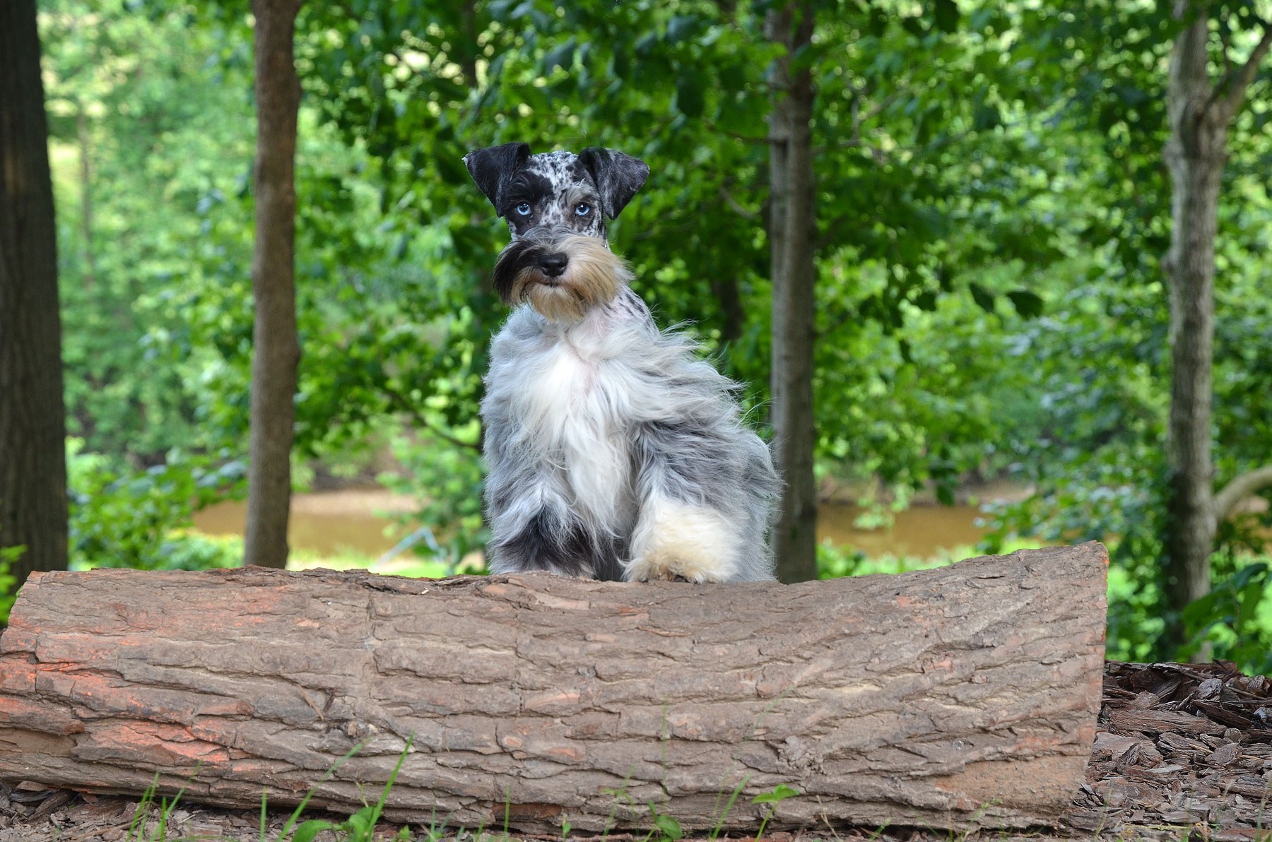 Windy Hill’s Razzle Dazzle Toy Schnauzer Windy Hill Kennel