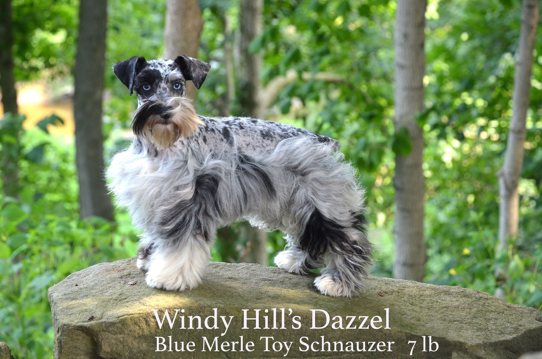 Windy hill 2024 kennel schnoodles