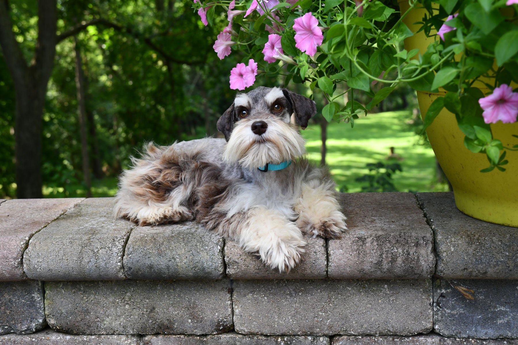 Hello best sale schnauzer puppy