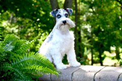 Fiona – Miniature Schnauzer – Blue Merle with Double Blue Eyes – Windy ...