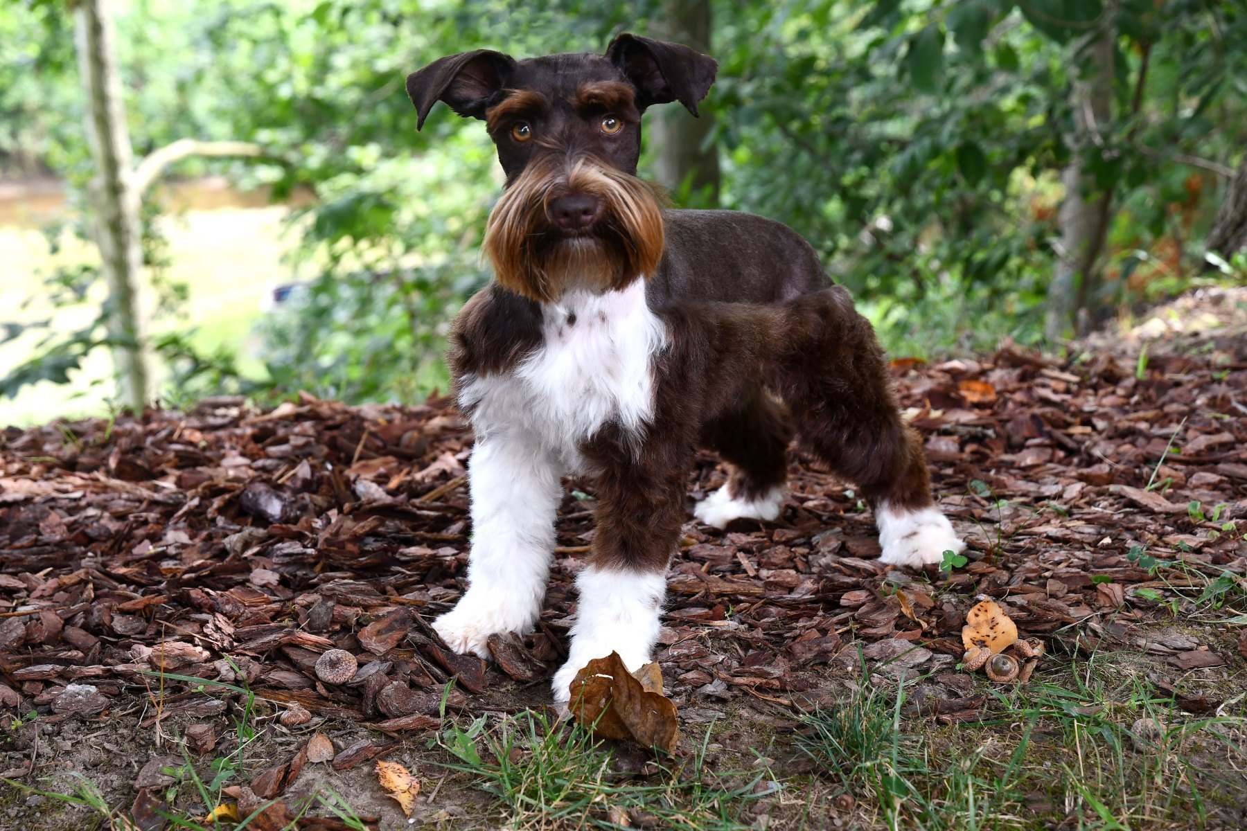 liver and white miniature schnauzers