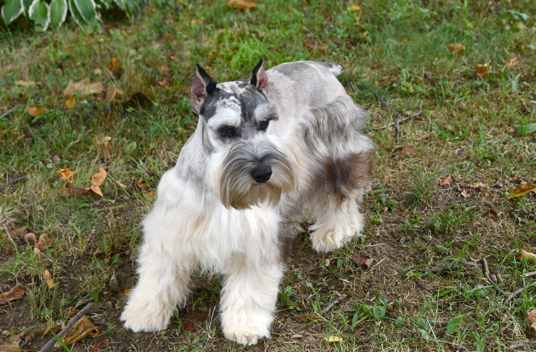 blue merle schnauzer