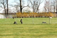 Kennel-update-3-12_9732.jpg-nggid03158-ngg0dyn-800x413-00f0w010c010r110f110r010t010