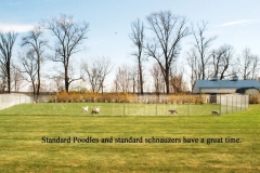 Kennel-update-3-12_9737.jpg-nggid03157-ngg0dyn-800x458-00f0w010c010r110f110r010t010