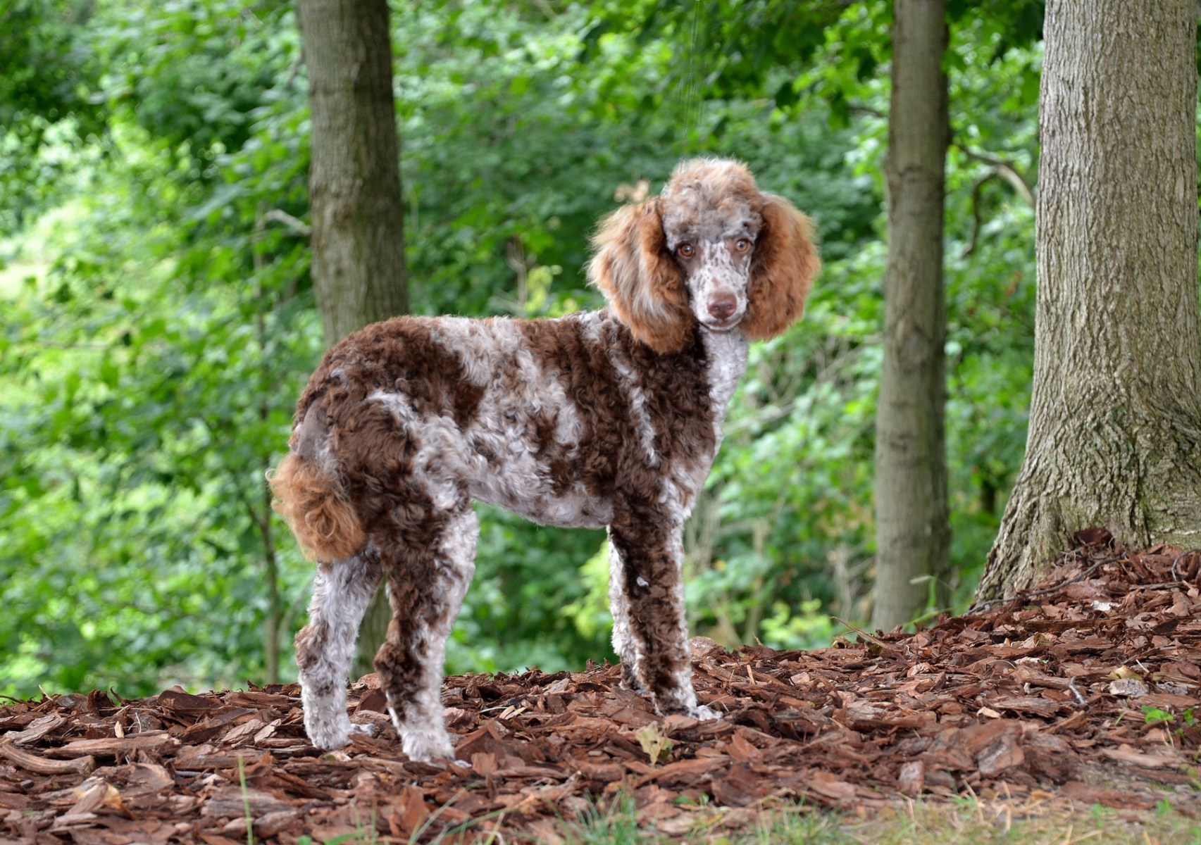 chocolate merle miniature poodle