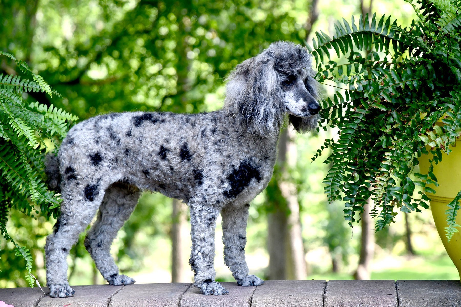 Merle standard hot sale poodle