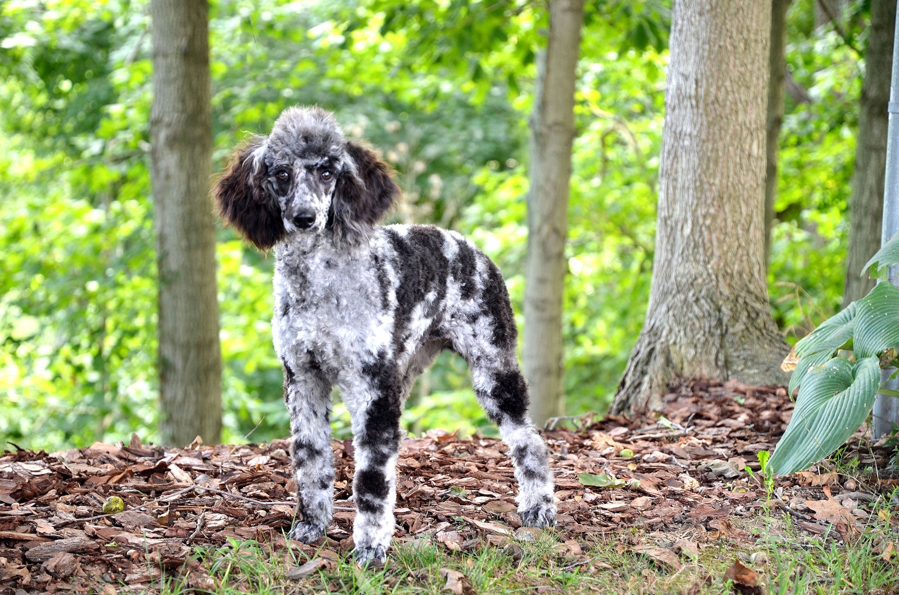 mini merle poodle