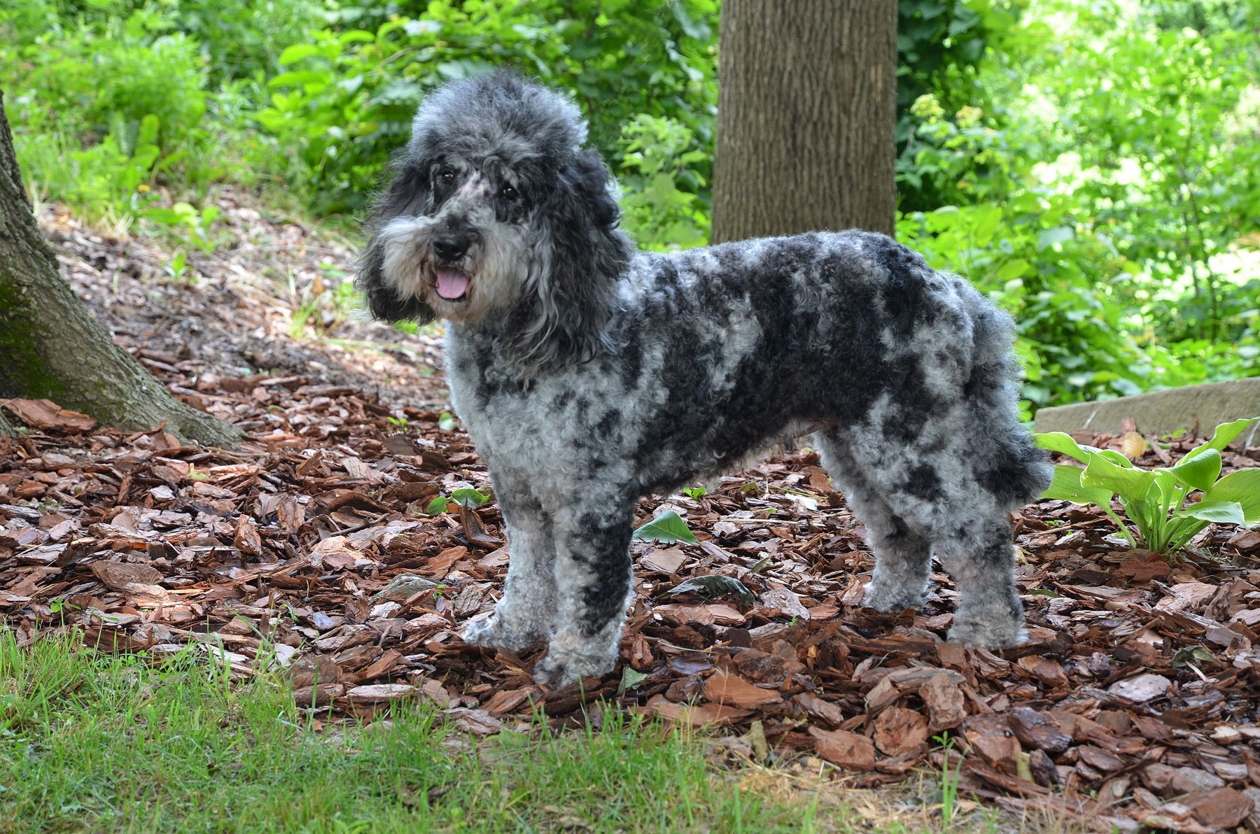 goldendoodle blue merle