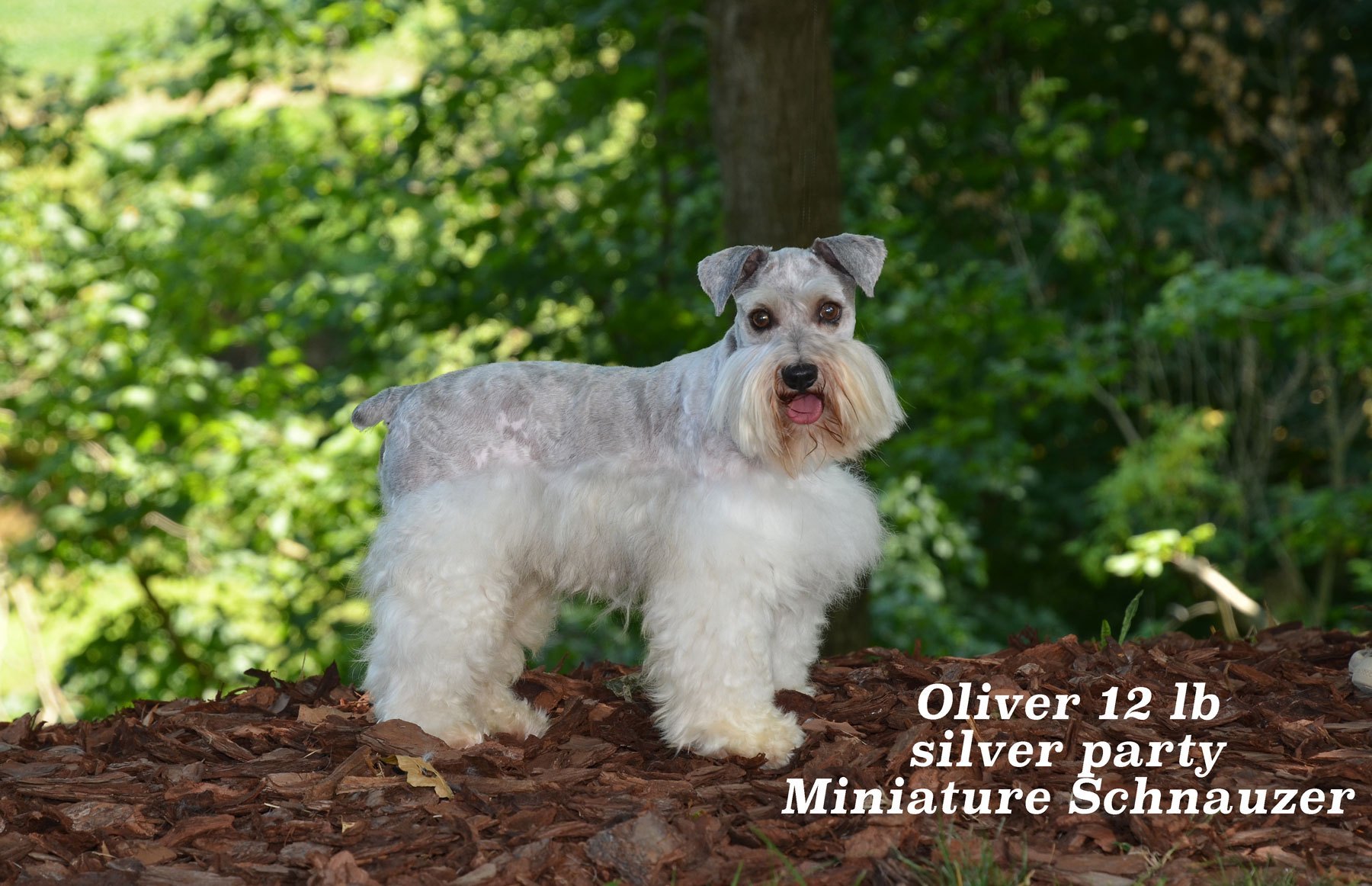 small miniature schnauzer