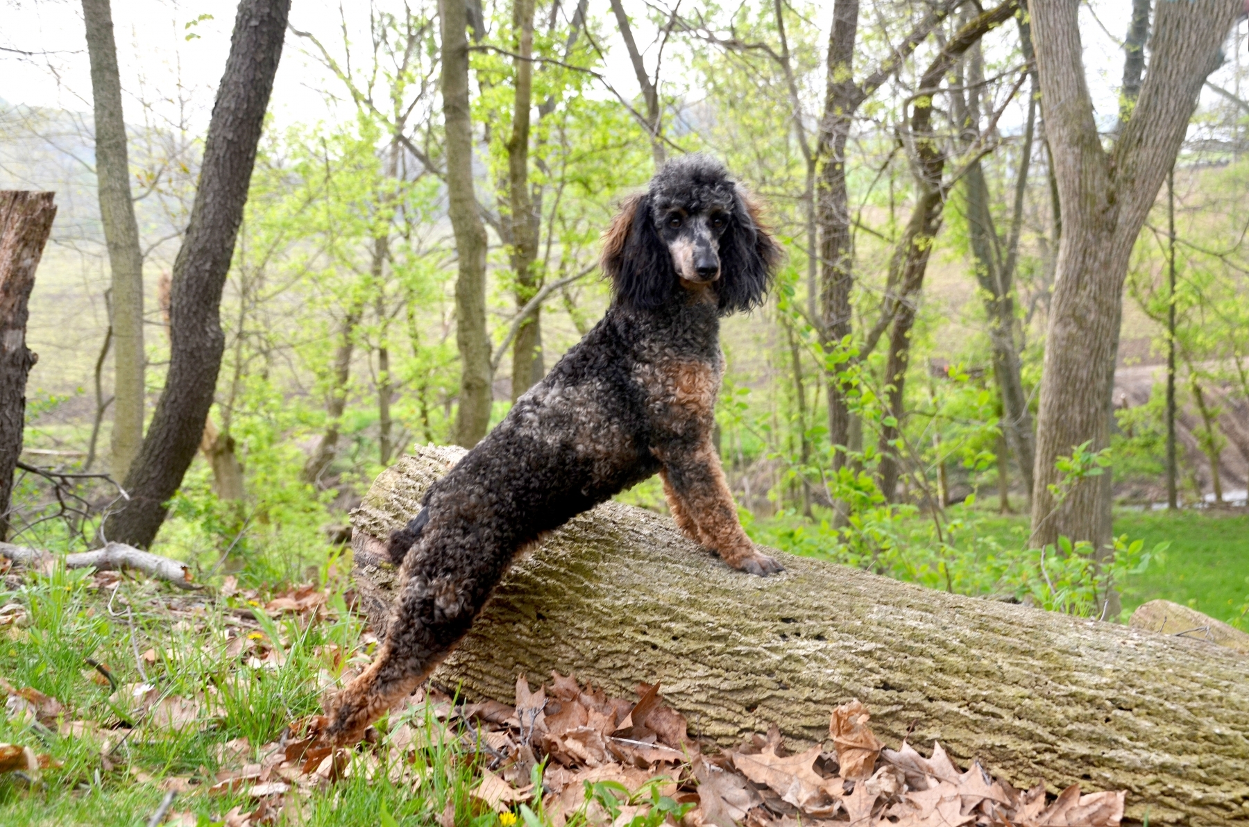 phantom merle poodle for sale