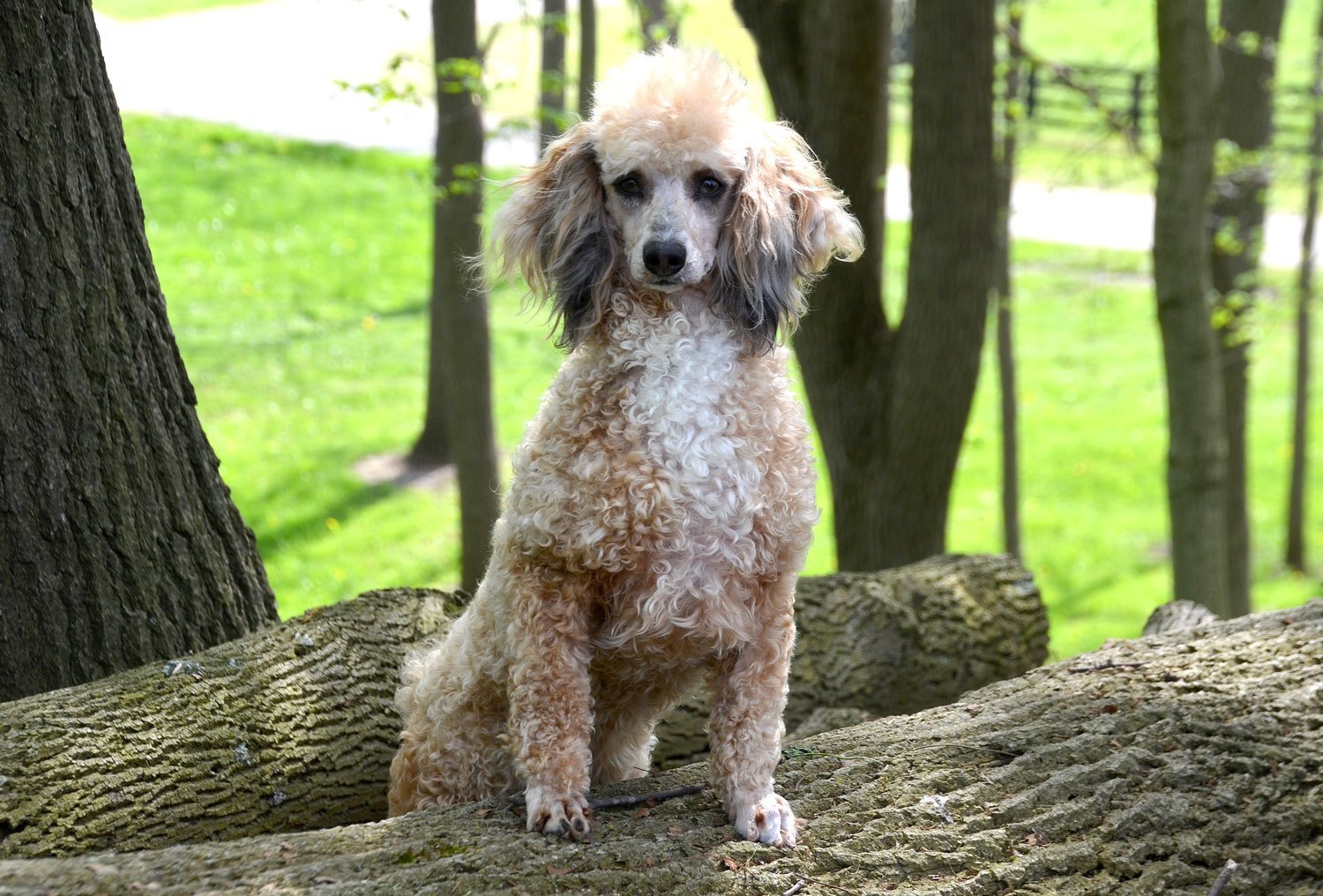 Merle miniature poodles outlet for sale