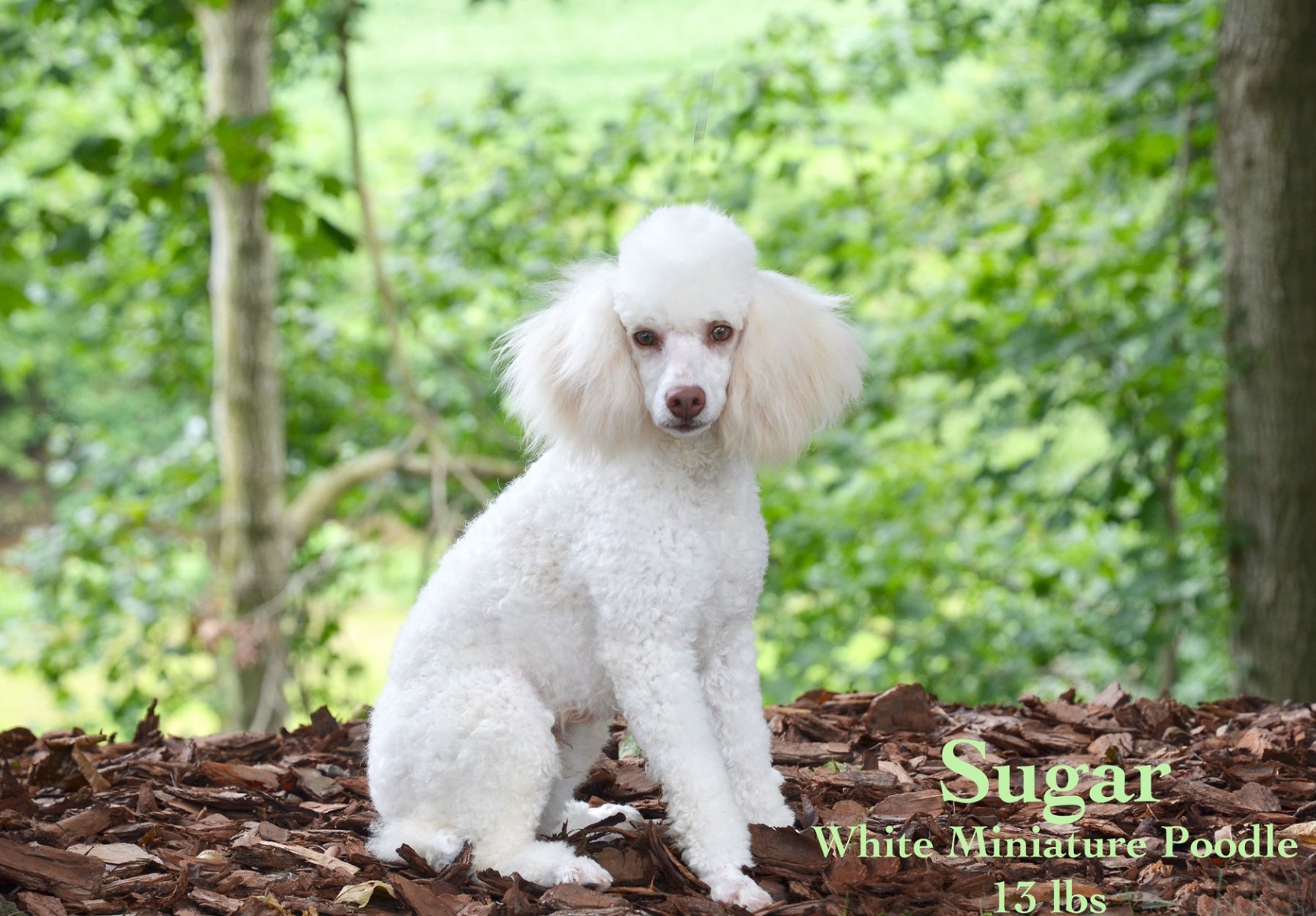 white mini poodle
