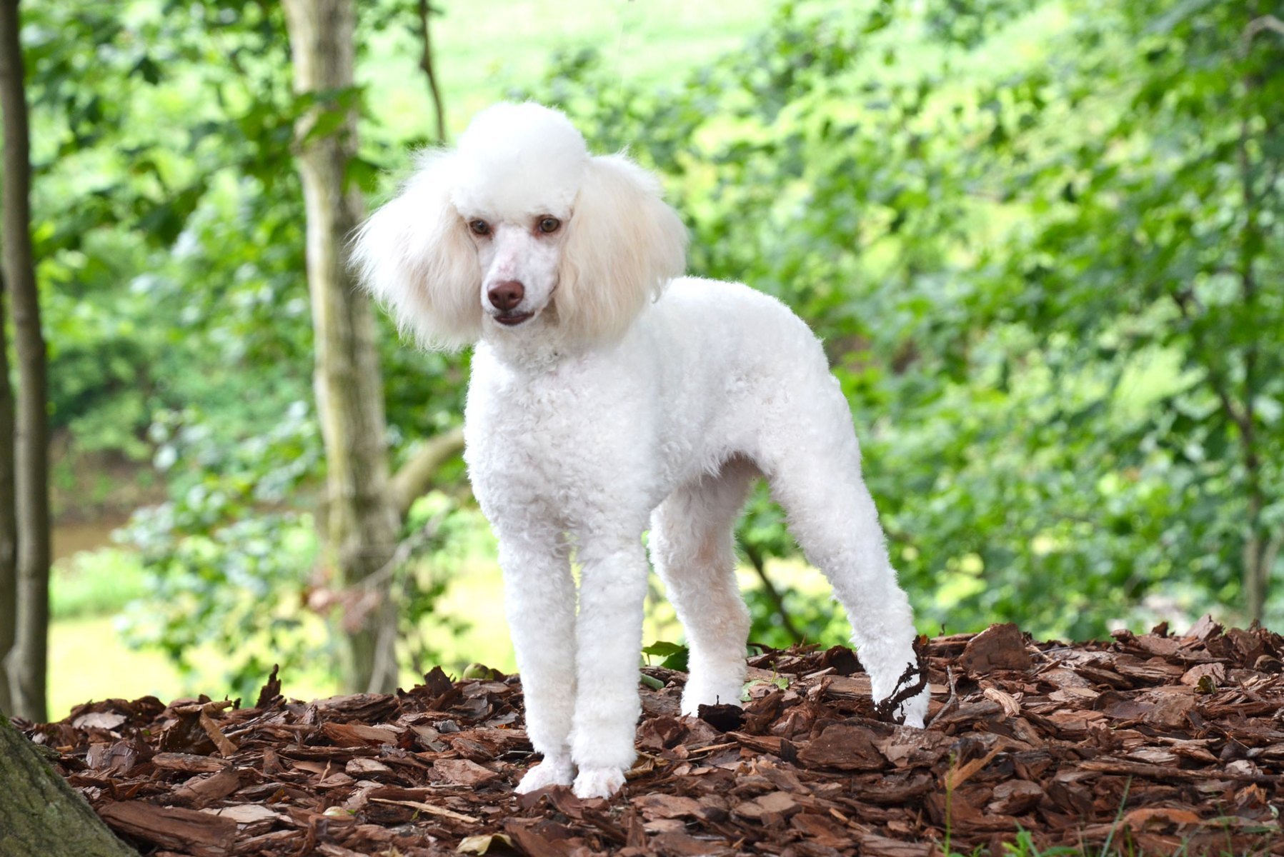 white mini poodle