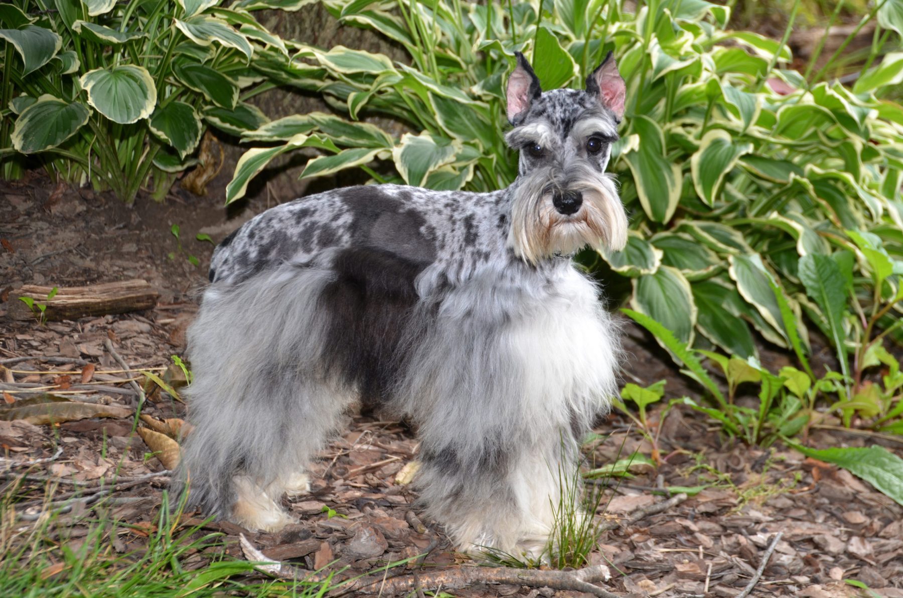 Merle schnauzer for outlet sale