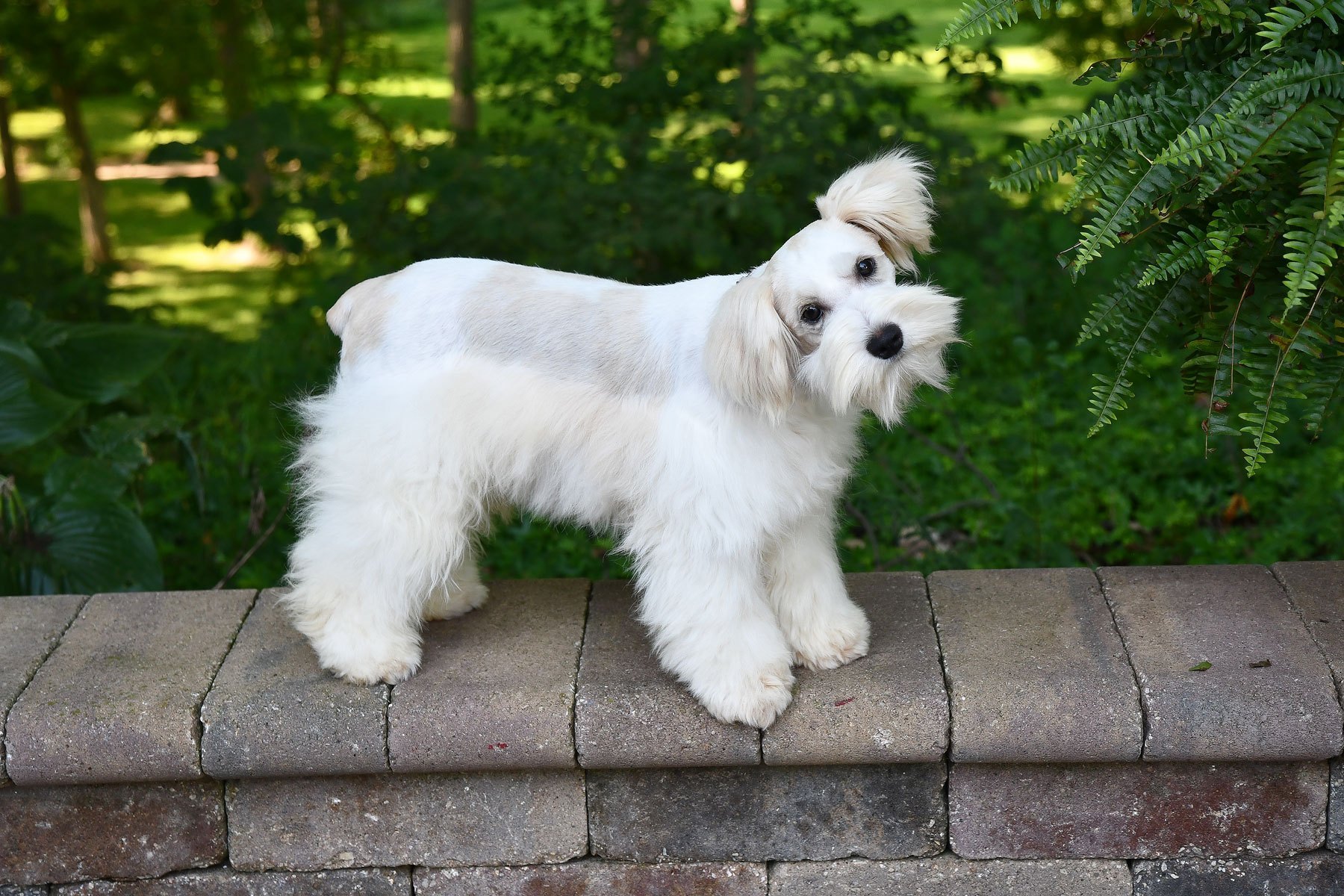 hillii kyrin × hillii rimklon pups DSC_8443.jpg-nggid0516710-