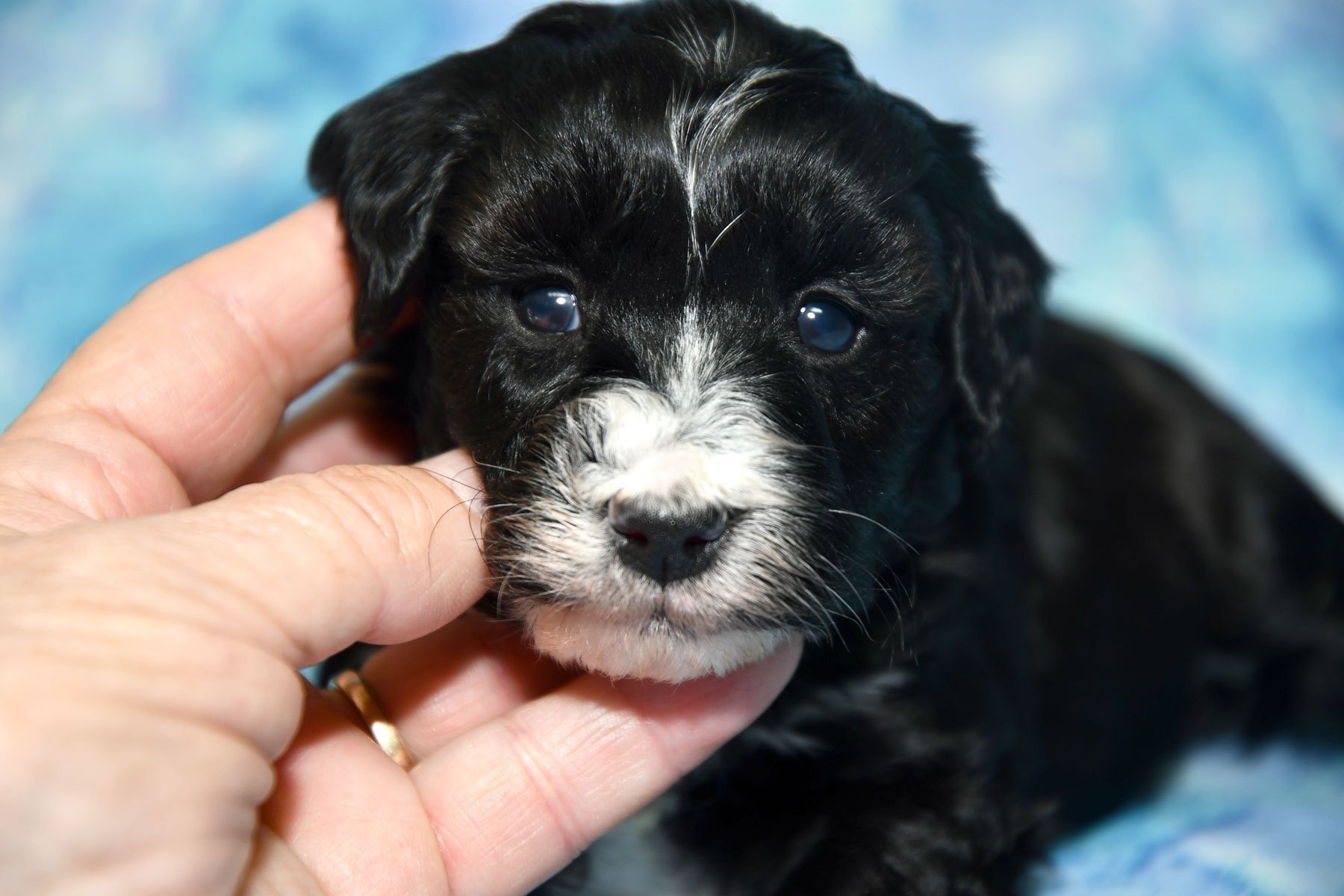 Willow and Ziggy's new litter born 4/14/26 – Windy Hill Kennel