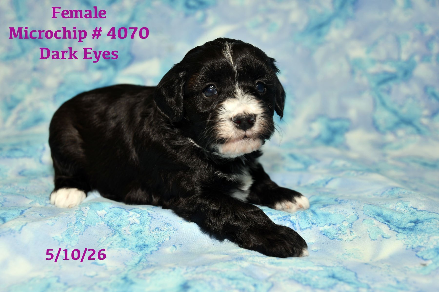 Willow and Ziggy's new litter born 4/14/26 – Windy Hill Kennel