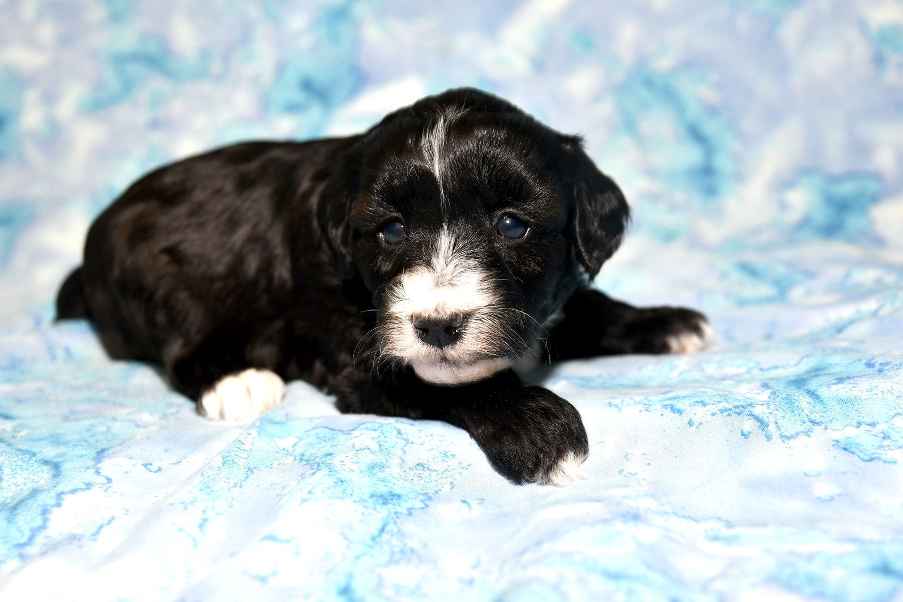 Willow and Ziggy's new litter born 4/14/26 – Windy Hill Kennel